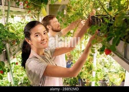Portrait of cheerful young mixed race woman in apron examining seedling with colleague in greenhouse Stock Photo