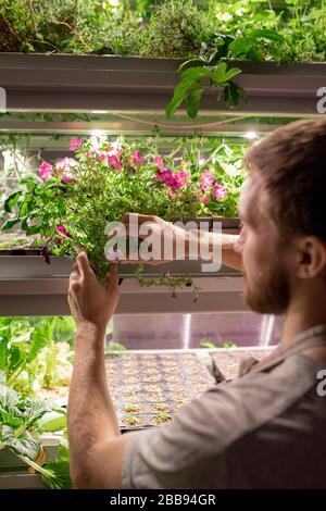 Over shoulder view of bearded man standing at shelf of cultivated plants and monitoring it for health and diseases Stock Photo