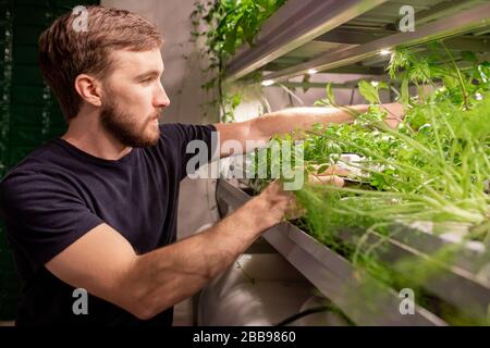 Young handsome man with beard touching plants while examining it at home Stock Photo