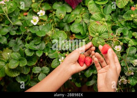 Above view of unrecognizable woman harvesting ripe strawberry in garden Stock Photo