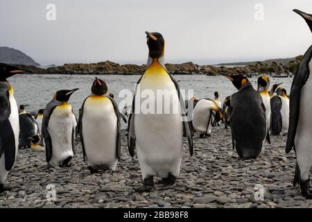 group of penguins in antarctica Stock Photo