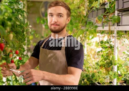 Portrait of handsome young greenhouse worker in apron cutting long branch of strawberry plant Stock Photo