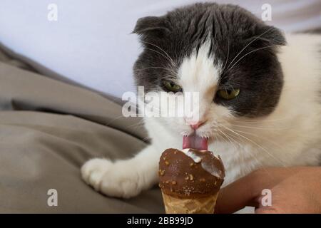 Funny black and white cat eating ice cream Stock Photo