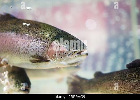 Steelhead trout or Rainbow trout close-up floating under water background Stock Photo