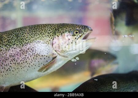 Steelhead trout or Rainbow trout close-up floating under water background Stock Photo