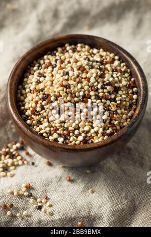 Raw Tricolor Organic Quinoa Kernals in a Bowl Stock Photo