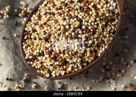 Raw Tricolor Organic Quinoa Kernals in a Bowl Stock Photo