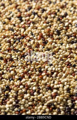 Raw Tricolor Organic Quinoa Kernals in a Bowl Stock Photo
