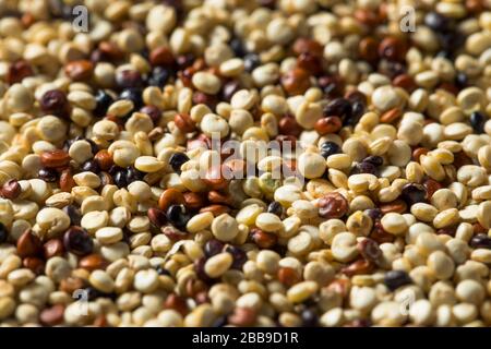 Raw Tricolor Organic Quinoa Kernals in a Bowl Stock Photo