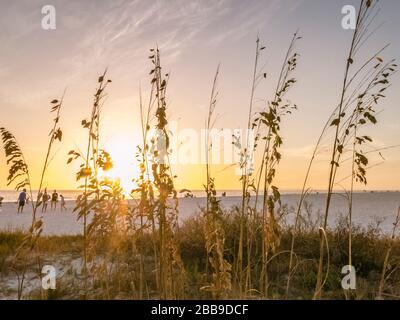Sea oats on a beach in Florida at sunset with people playing.