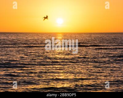 Sunset over the Gulf of Mexico with a flying pelican in silhouette Stock Photo
