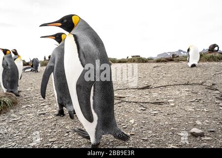 group of penguins in antarctica Stock Photo