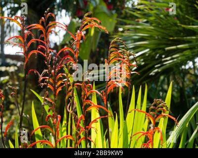 Upright spikes of red and tellow flowers of the South African half-hardy bulb Chasmanthe bicolor in a UK  spring garden Stock Photo