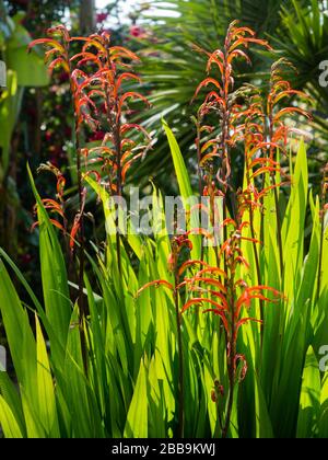 Upright spikes of red and tellow flowers of the South African half-hardy bulb Chasmanthe bicolor in a UK  spring garden Stock Photo
