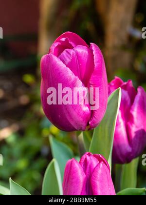 Classic vase shaped mid spring rose violet flower of the hardy bulb, Tulip 'Blue Beauty' Stock Photo