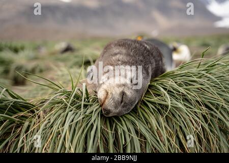 Fur Seal Pup resting, South Georgia Stock Photo