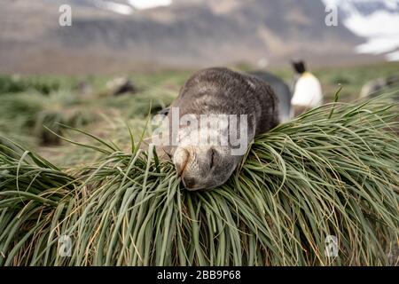 Fur Seal Pup resting, South Georgia Stock Photo