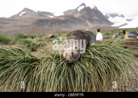 Fur Seal Pup resting, South Georgia Stock Photo