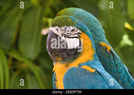 Two brightly colored blue parrots  with yellow and green markings. Stock Photo