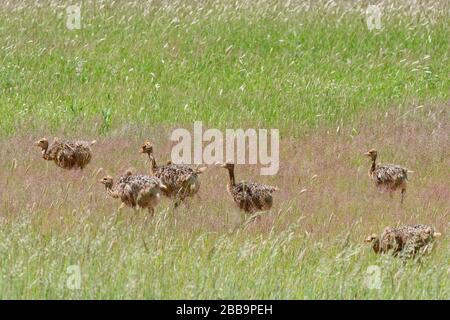 Common ostriches (Struthio camelus), group of young birds, foraging, Kgalagadi Transfrontier Park, Northern Cape, South Africa, Africa Stock Photo