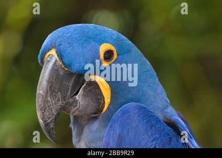 Extreme close-up of a hyacinth macaw with brilliant yellow markings. Stock Photo
