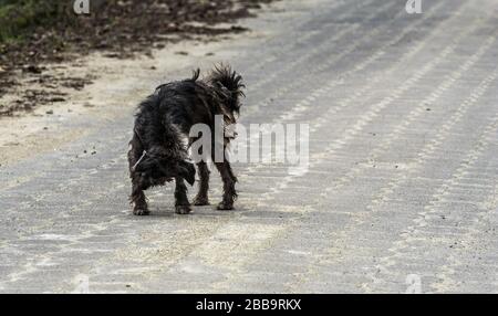 A scruffy stray dog on a paved street scratching its front leg. Stock Photo