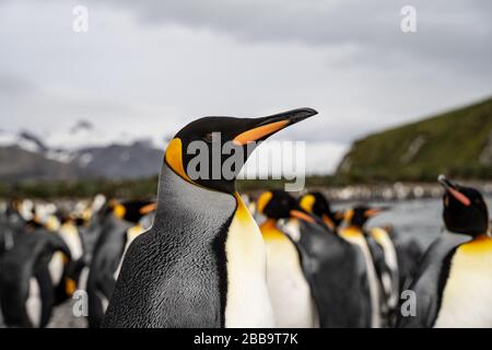 group of penguins in antarctica Stock Photo
