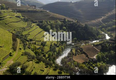 Peso Da RéGua, Portugal. 7th Mar, 2020. Vineyards are terraced in the Douro River valley near Peso da Régua, Portugal, March 7, 2020. Credit: Mark Hertzberg/ZUMA Wire/Alamy Live News Stock Photo