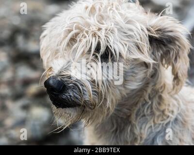 A scruffy stray dog in Ecuador. Stock Photo