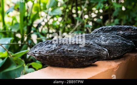 Three mature cacao pods on a ledge with a tropical background.