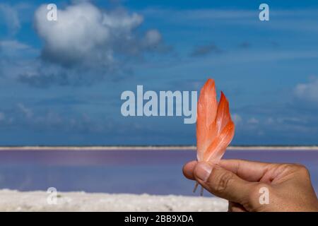 Las Coloradas is a salt deposit in southern Mexico. Wild flamingos live in this animal sanctuary Stock Photo