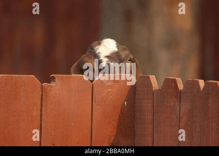 Goat looking over wooden fence Stock Photo