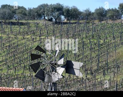 Peso Da RéGua, Portugal. 7th Mar, 2020. Luscious oranges grow at the Quinta Seara D'Ordens vineyard in the Douro River valley, Peso da Régua, Portugal, March 7, 2020. The family-owned business, which dates to 1792, is known for its port wine. Credit: Mark Hertzberg/ZUMA Wire/Alamy Live News Stock Photo