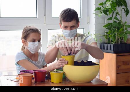 Dad and quarantined girl in medical masks pour earth into pots Stock Photo