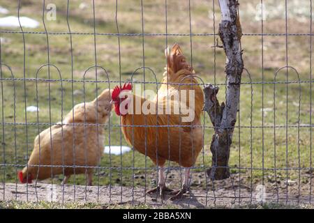 Little Red Hen and Red Rooster Stock Photo
