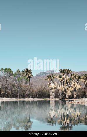 An idyllic view of skirted fan palm trees reflecting in a turquoise pond from a spring at the Agua Caliente Park in Tucson, AZ with copy space Stock Photo