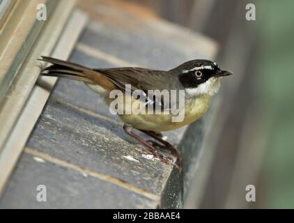 Male yellow-throated scrubwren, Sericornis citreogularis, with alert expression, on the window sill of a house in Australia Stock Photo