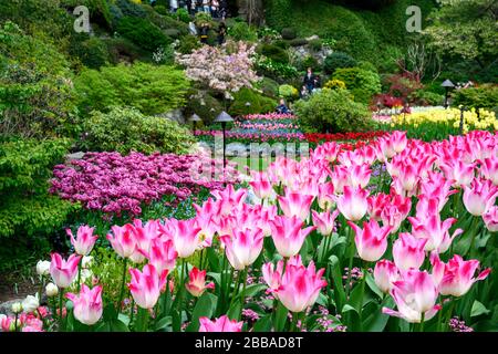 Tulips (Tulipa × gesneriana), Butchart Gardens, Victoria, Vancouver Island, BC, Canada Stock Photo