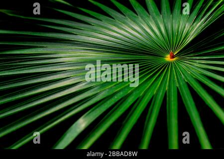 Close up of a tropical palm tree leaf in the Amazon Rainforest, Ecuador. Stock Photo