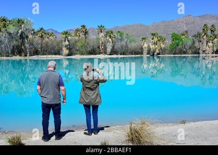 An older couple take cellphone photos of the aqua blue pond created by hot springs surrounded by palm trees at Agua Caliente Park in Tucson, AZ Stock Photo