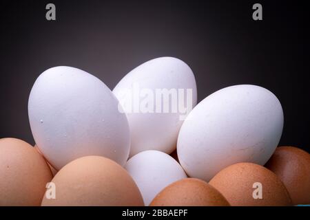 Clean round white eggs on top of several light brown chicken eggs in studio soft even lighting contrasted against a dark grey background Stock Photo