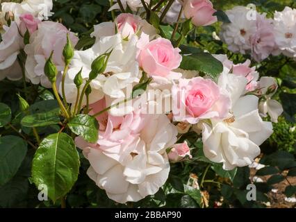 'City of London' a light pink coloured floribunda rose, by Harkness 1990, in bloom in the UK in 2018. Stock Photo