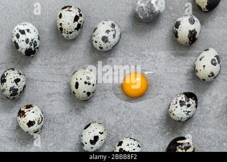 Many quail eggs on gray concrete cement background. One egg broken, orange yolk and protein. Easter cooking concept. Stock Photo