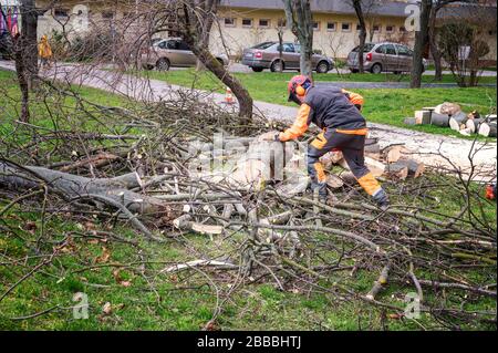 Man in overall and safety helmet cuts tree trunk by chainsaw among block of flasts Stock Photo