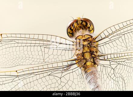 Dragonfly macro showing detail of the head, body and wing section from above. A simplified colour palette giving a clean cream background. Stock Photo