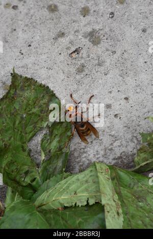 The sinister hornet is next to the crumbling leaves on the stone Stock Photo