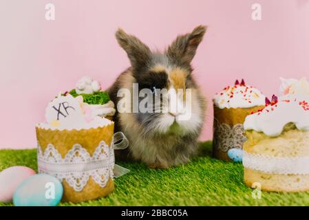Easter bunny rabbit with colored pastel colored eggs and sweet cupcakes and Easter cakes on a pink background and fresh grass. Easter holiday concept. Stock Photo