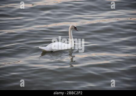 The white swan swims on small waves of water whose surface shines through Stock Photo