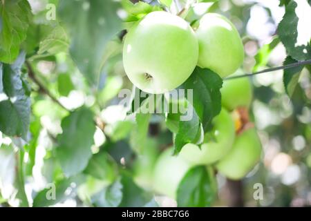 summer apples hanging on the branches Stock Photo
