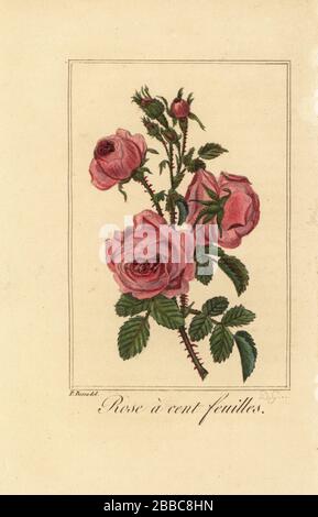 Provence rose or cabbage rose, Rose a cent feuilles, Rosa centifolia. Handcoloured copperplate engraving by D.G. after an illustration by Pancrace Bessa from Charles Malo’s Guirlande de Flore, Garland of Flowers, Chez Janet, Paris, 1815. Stock Photo